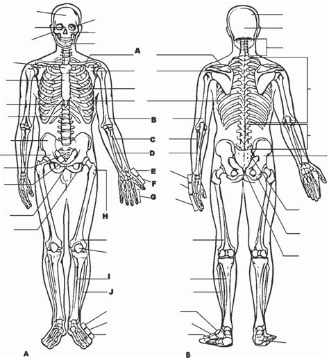 Anatomy Coloring Pages Printable